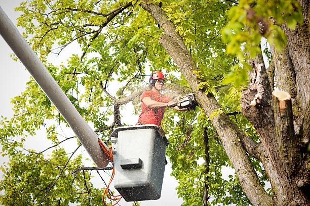 Tree Root Removal in North Crossett, AR